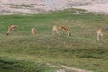 The Group springbok eatting grass in the sawanna garden