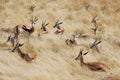 Group springbok lying in the grass, Namibia Royalty Free Stock Photo