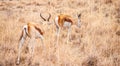 Group of Springboks grazing in the Khama Rhino Sanctuary, Botswana Royalty Free Stock Photo