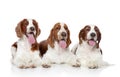 Group Springer Spaniel