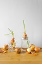 Group of sprouted onion bulbs witn green young sprouts on the wooden table and white background. Royalty Free Stock Photo