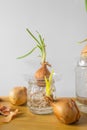 Group of sprouted onion bulbs witn green young sprouts on the wooden table and white background. Royalty Free Stock Photo