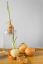 Group of sprouted onion bulbs witn green young sprouts on the wooden table and white background. Royalty Free Stock Photo