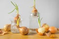 Group of sprouted onion bulbs witn green young sprouts on the wooden table and white background. Royalty Free Stock Photo