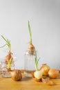 Group of sprouted onion bulbs witn green young sprouts on the wooden table and white background. Royalty Free Stock Photo