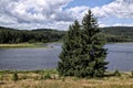 Group of spruces on bank of lake Flaje