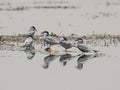 Group of spur-winged plovers perched in water on grass reeds Royalty Free Stock Photo