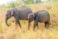 Group of Sri Lankan elephants Elephas maximus maximus in Uda Walawe National Park, Sri Lan