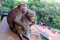Group of Sri-Lankan toque macaque or Macaca sinica in wild Royalty Free Stock Photo