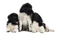 Group of Stabyhoun puppies cuddling, isolated