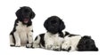 Group of Stabyhoun puppies resting in a row, isolated