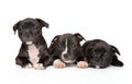Group of Staffordshire bull terrier puppies