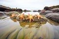 group of starfish on a rocky tide pool edge Royalty Free Stock Photo