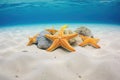 group of starfish on a sandy seabed, clear water