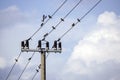 A group of starlings sitting on an electric wire Royalty Free Stock Photo