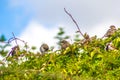 A group of starlings sitting on the tree branches