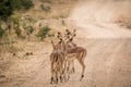 Group of starring female Impalas from behind in the middle of the road.