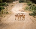 Group of starring female Impalas in the middle of the road.