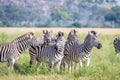 Group of starring Zebras in the grass.