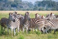 Group of starring Zebras in the grass.