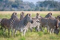 Group of starring Zebras in the grass.