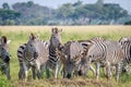 Group of starring Zebras in the grass.