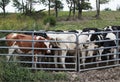 Group of Steer cows behind a gate