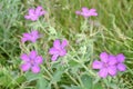 Group of Sticky Purple Geraniums in bloom along hiking trail at Waterton Lakes National Park