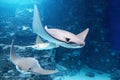 Group of stingrays are swimming on the blue sea near the underwater rocks