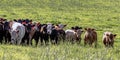 Group of stocker heifers in green pasture Royalty Free Stock Photo