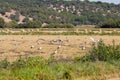 Grouping storks near SÃÂ£o RomÃÂ£o do Sado, Portugal