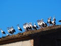 Group of storks on the roof of a farm, black and white feathers, legs and beak