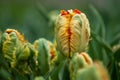 strange orange Tulips in a field