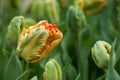 Strange orange Tulips in a field