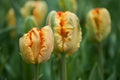 strange orange Tulips in a field