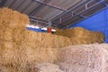 Group of straw bales inside of steel barn in livestock farm