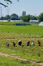 Group of strawberry pickers working