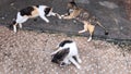 Group of stray cats in a cage