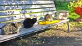 A group of stray cats of different breeds and colors are waiting for food at shelter for stray animals Royalty Free Stock Photo