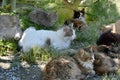 Group of stray cats Royalty Free Stock Photo