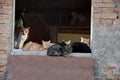 Cats living in ghost village of Pentedattilo