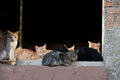 Cats living in ghost village of Pentedattilo