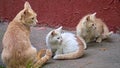 A group of stray cats mother and kittens eating food on the street. Pet protection concept. general plan Royalty Free Stock Photo