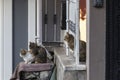 A group of stray cats near a house.