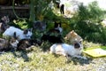 Group of stray cats Royalty Free Stock Photo