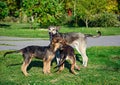 Group of stray dog playing with each other