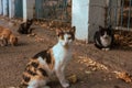 Group of stray hungry cats on street in city. Lot of homeless dirty cats walk and red-and-white mongrel looks with yellow eyes