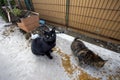 A group of street cats sniffing for food