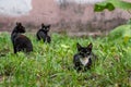 Group of street kittens sitting in grass