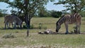 Group of striped plains zebras with one of them (offspring) resting on the ground in Etosha National Park, Namibia. Royalty Free Stock Photo